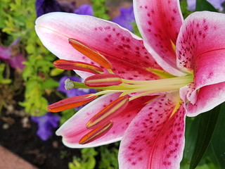 Красная лилия в летнем саду крупным планом 