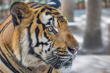 Wild Bengal Tiger face and eyes closeup