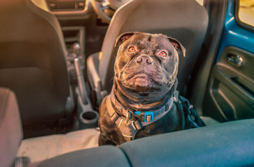 black Staffordshire bull terrier dog on rear seat of car attached safely with a harness and restraint strap clipped in seat belt buckle clip