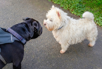 A black Staffordshire bull terrier dog meets a West Highland White Terrier . The Staffie dog is wearing a harness. The Westie has no lead. They are almost nose to nose looking at each other.