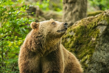 Obraz premium Close up image of old big brown bear, Ursus arctos, standing in front of a rock covered with moss looking up, summer day in National Park Bayerischer wald, blurry green background