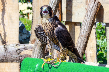 elengant bird of pray lurking on his victim