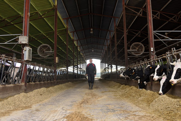 farmer working on a cow farm