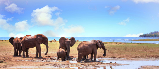 Naklejka premium Small family herd of elephants standing at the waters edge of Lake Kariba in Matusadona National Park, Zimbabwe
