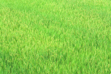 Rice field texture for background.