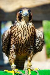 elengant bird of pray lurking on his victim