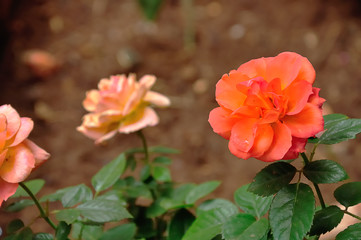 An Orange rose in a garden