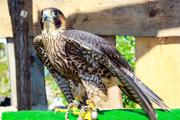 elengant bird of pray lurking on his victim