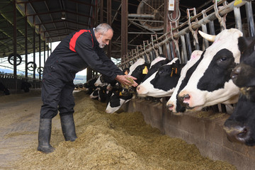 farmer working on a cow farm
