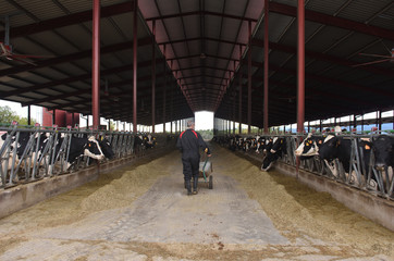  farmer working with cows