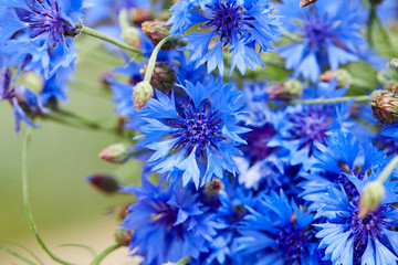 Blue flowers of cornflowers
