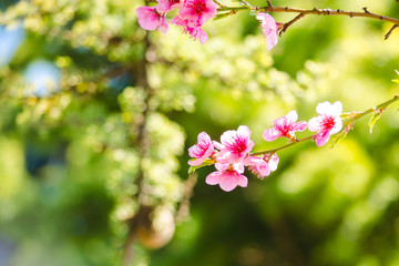 Fototapeta na wymiar spring, beautiful pink flowers on tree branches.