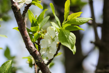 tree blooming with white beautiful flowers, spring awakens