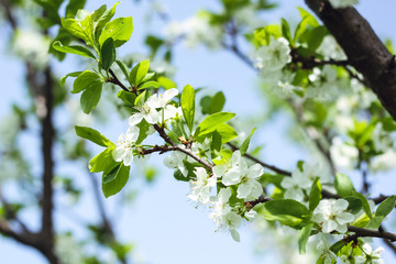 tree blooming with white beautiful flowers, spring awakens