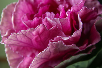 Beautiful ornamental cabbage, closeup