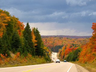 colorful leaves in the park