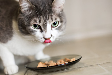 Cat eating delicious food from a glass bowl looks into the camera and shows the tongue. Close-up portrait from eye level