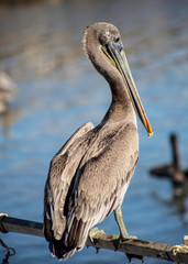 brown pelican