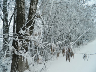 Trees in the snow.