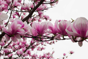 Beautiful bright pink flowers of magnolia tree