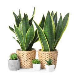 Different houseplants on white background