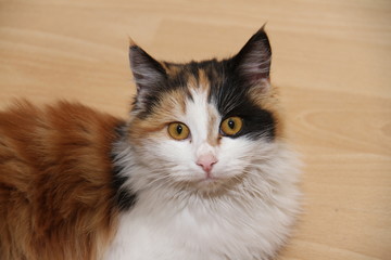 Cat of colorful color looks at me