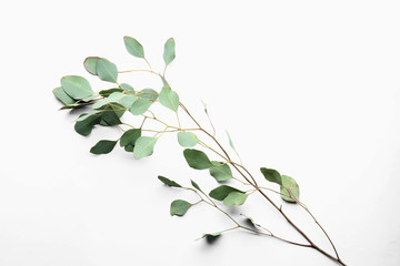 Branch of tropical plant on white background
