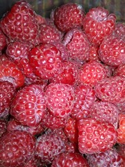 Raspberry, a lot of raspberries, red raspberries, fresh large raspberries, just collected. Close-up, near. waking focus.