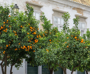 Obraz premium Orange trees laden with oranges in a street in Faro, Algarve, Portugal