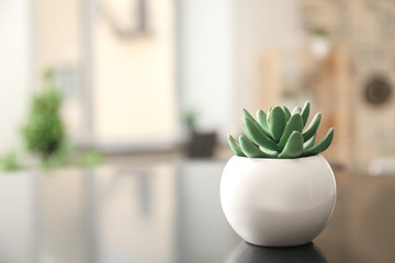 Green plant in pot on dark table in room