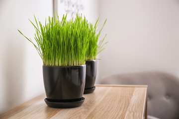 Pots with green grass on wooden table in room