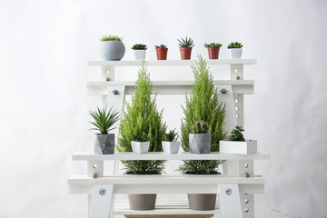 Different green plants on white shelves