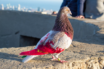 Colorful pigeon standing on stone wall