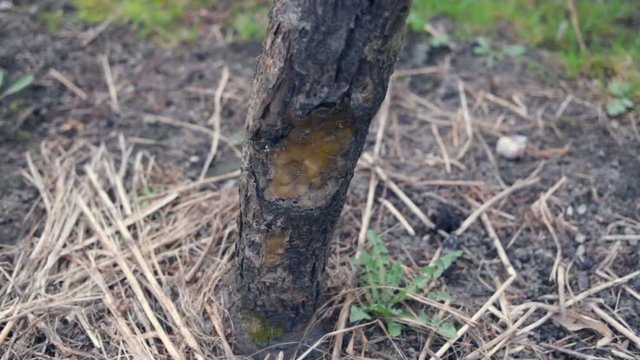 The bark of the deciduous fruit tree has frostbite and sunburn. A large crack on the trunk of an Apple tree covered with garden brew. Outdoor, daytime, real time, natural light, medium shot, tilt