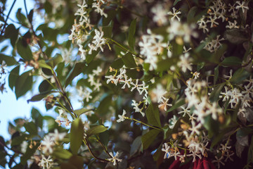 star jasmine flowers