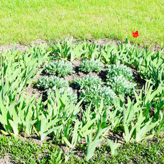 Flower bed with irises, tulips. Green flowerbed.
