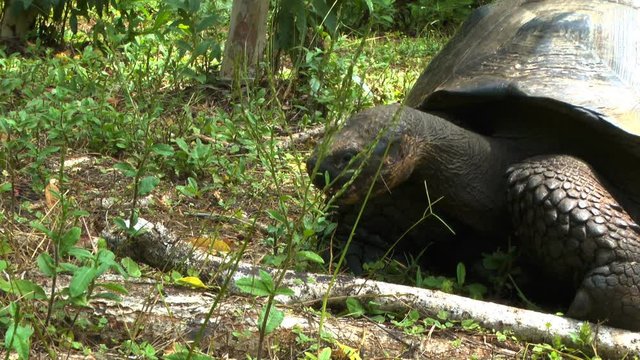 Giant Tortoise on Santa Cruz Island of the Galapagos