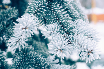 Winter frost Christmas evergreen tree background. Ice covered blue spruce branch close up. Frosen branch of fir tree covered with snow, copy space. Selective focus