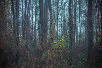 Fototapeta premium Autumnal forest