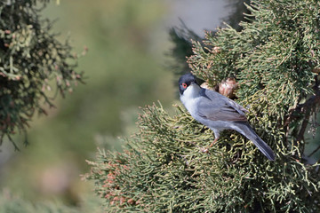 Sardinian warbler (Sylvia melanocephala), Crete
