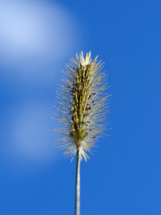 branch of a plant on background of blue sky