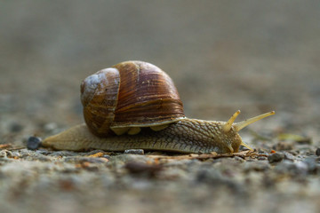 Snail