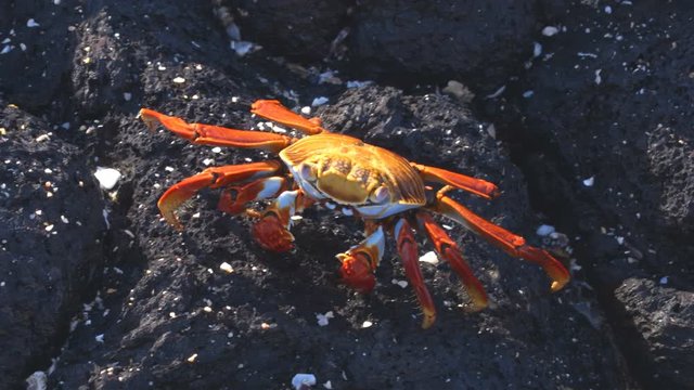 Sally Lightfoot Crab on Galapagos Islands eating and walking on rock. AKA Graspus Graspus and Red Rock Grab. Wildlife and animals of the Galapagos Islands, Ecuador.