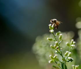 Honey bee pollinating a flower with light streaming from the upper left corner.