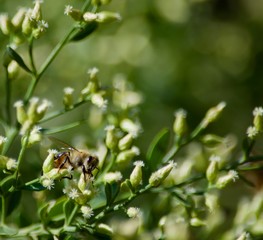 Honey bee pollinating a flower.