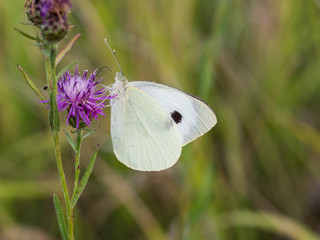 The large white butterfly ( Pieris brassicae ) resting on a blooming thistle