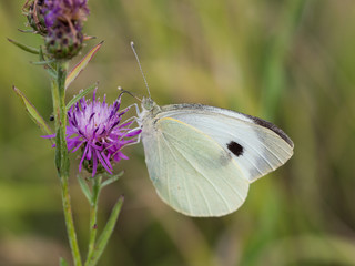 The large white butterfly ( Pieris brassicae ) resting on a blooming thistle
