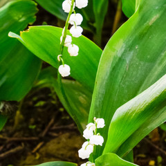 Flowering of lilies of the valley