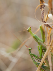 Pair of European mantis ( Mantis religiosa ) copulating on a dry grass