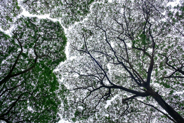 Detailed tree branches in park. Bottom view angle image